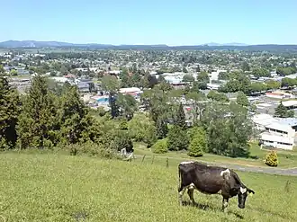 Tokoroa