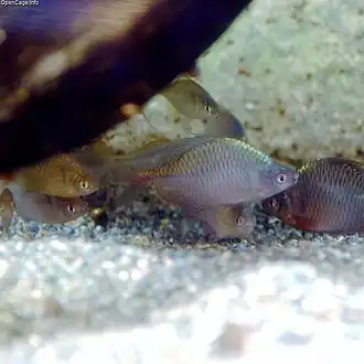 Description de cette image, également commentée ci-après