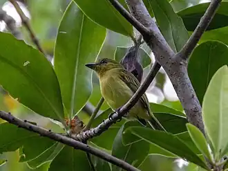 Description de l'image Tolmomyias viridiceps 108240354 (cropped).jpg.