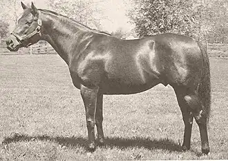 Image illustrative de l’article Tom Fool