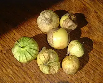 Physalis philadelphica.
