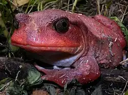 Dyscophus antongilii