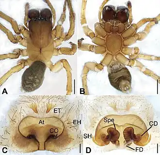 Description de l'image Tonsilla jinggangensis (10.3897-zookeys.944.48575) Figure 1.jpg.