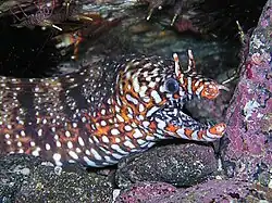 Enchelycore pardalis