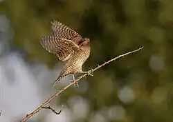 Oiseau dans les tons bruns posé sur une branche épineuse, les ailes déployées.
