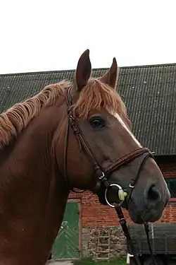 Tête d'un cheval de couleur noisette