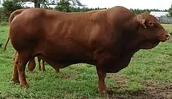 Image illustrative de l’article Sénépol