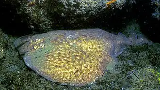 Raie torpille vue de côté à Arcachon