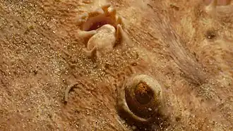 Gros plan sur un œil et un évent