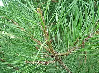 Description de cette image, également commentée ci-après