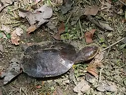 Description de l'image Tortue à tête de crapaud.jpg.