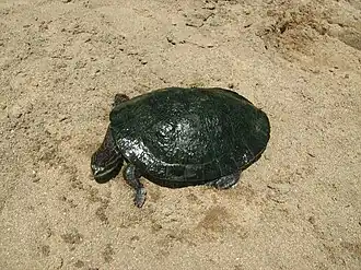 Description de l'image Tortugaherradura.JPG.