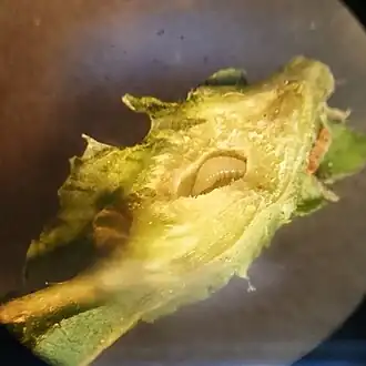 Description de l'image Torymus sinensis 01.jpg.