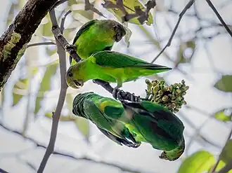 Description de l'image Touit purpuratus - Sapphire-rumped Parrotlet; Manaus, Amazonas, Brazil.jpg.