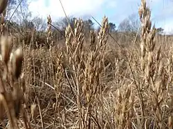 Tourbière de Kerfontaine : paysage de landes.