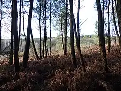 Tourbière de Kerfontaine : paysage boisé.