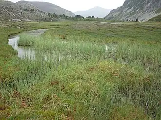 Tourbière à Bassiès, commune d'Auzat, Ariège, Pyrénées