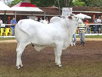 Spécimen de race nélore