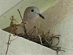 Tourterelle en train de couver