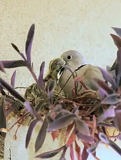 Tourterelle nourrissant son petit.