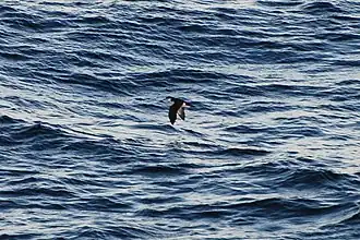 Description de l'image Townsends Shearwater (4684878289).jpg.