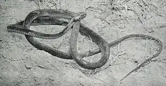 Description de l'image Toxicodryas blandingii.jpg.