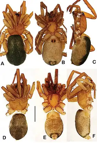 Description de l'image Toxoniella tharaka (10.3897-AfrInvertebr.62.62963) Figure 1.jpg.