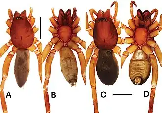 Description de l'image Toxoniella waruii (10.3897-AfrInvertebr.62.62963) Figure 4.jpg.