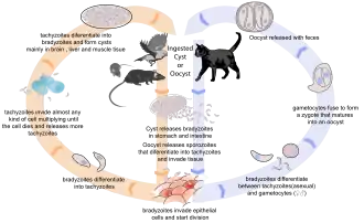 Toxoplasma : cycle de vie.
