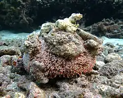 Oursin-fleur venimeux (Toxopneustes pileolus)