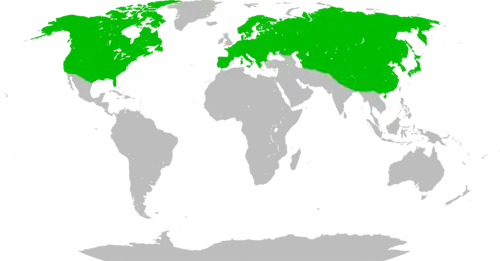 Carte du monde avec larges zones vertes couvrant presque tout l'hémisphère nord.