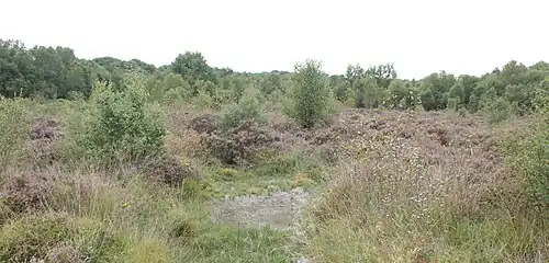 Vue de la Zone_1b en Septembre - Lande à callune