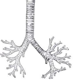 Dessin anatomique au trait.