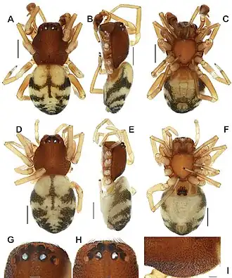 Description de l'image Trachelas crewsae (10.3897-zookeys.993.59932) Figure 1.jpg.