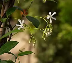 Trachelospermum jasminoides, cymes de fleurs.