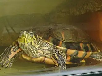 Description de l'image Trachemys dorbignyi dorbignyi.jpg.