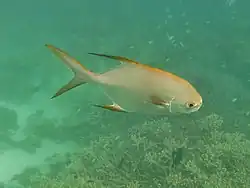 Un pompaneau lune (Trachinotus blochii)