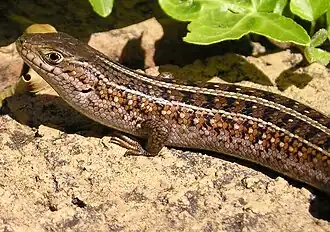 Description de l'image Trachylepis capensis.jpg.