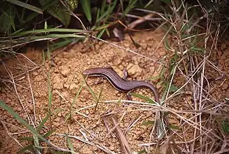 Description de l'image Trachylepis gravenhorstii.jpeg.