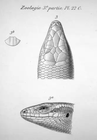 Description de l'image Trachylepis maculata head.png.