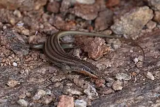Description de l'image Trachylepis occidentalis (Western three-striped skink) -1602 (26174362715).jpg.