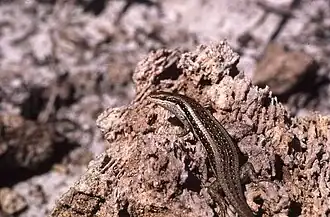 Description de l'image Trachylepis planifrons.jpeg.