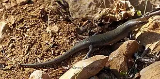 Description de l'image Trachylepis socotrana.jpg.