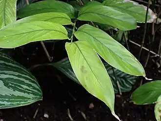 Description de l'image Trachyphrynium braunianum kz01.jpg.