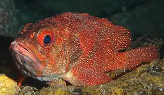 Trachypoma macaranthus