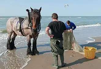 Pêche au crabe à cheval à Bredene.