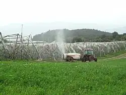 Les pommiers sont une culture industrielle aux Mées, qui occupe plusieurs km2.