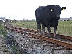 Photo couleur d'une vache noire entre les rails d'un chemin de fer à voie étroite. Les pattes sont maculées de boue.