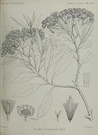 Description de l'image Transactionsofro311888roy 0655.jpg.