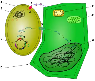 Ce schéma représente les étapes d'infection d'une cellule végétale par Agrobactérium tumefaciens. Une cellule d'agrobactérie est représentée à côté d'une cellule végétale, et les différentes étapes de la transfection sont indiquées